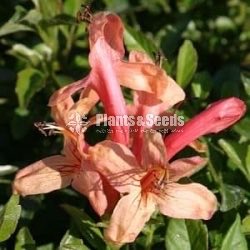(Harmony Gold)හාමනි ගෝල්ඩ්