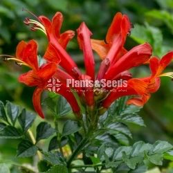 (Harmony Gold)හාමනි ගෝල්ඩ්