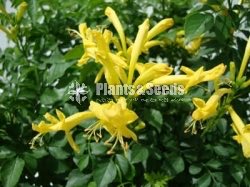 (Harmony Gold)හාමනි ගෝල්ඩ්