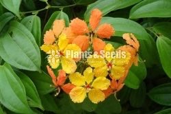 බහුමානියා(Bahumaniya)