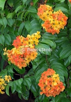 බහුමානියා(Bahumaniya)