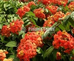 බහුමානියා(Bahumaniya)