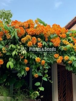 බහුමානියා(Bahumaniya)