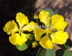 (ඕකිඩ් වයින්)Orchid vine