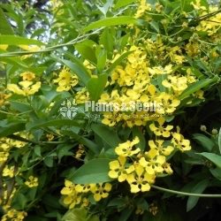(ඕකිඩ් වයින්)Orchid vine