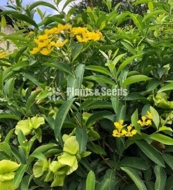(ඕකිඩ් වයින්)Orchid vine