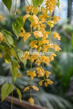 Golden Bell(ගෝල්ඩන් බෙල්)
