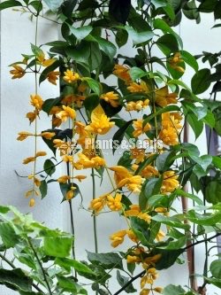 Golden Bell(ගෝල්ඩන් බෙල්)