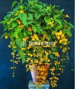 Golden Bell(ගෝල්ඩන් බෙල්)