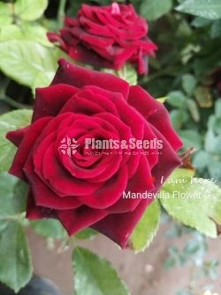 Roses Collection