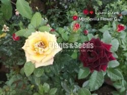Roses Collection