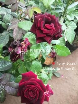 Roses Collection