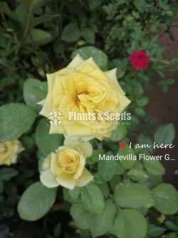 Roses Collection