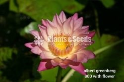 Albert greenberg waterlily