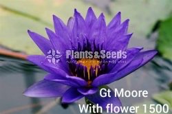 Gt Moore Waterlily