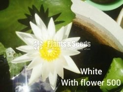 White Waterlily with Flowers