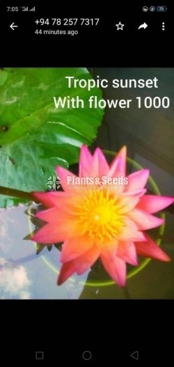 Tropical Sunset Waterlily with Flowers