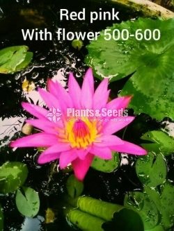 Red Pink Waterlily with Flowers