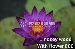 Lindsey wood Waterlily with Flowers