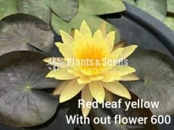 Redleaf Yellow  Waterlily 