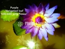 Purple Verigeted Leaf