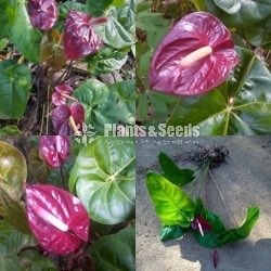 Darkred Anthurium