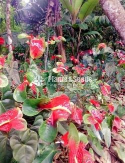 Red,Pink,White,Orange Green ,Anthurium