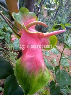 Red,Pink,White,Orange Green ,Anthurium