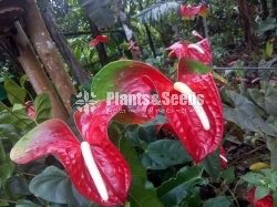 Red,Pink,White,Orange Green ,Anthurium