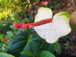 Red,Pink,White,Orange Green ,Anthurium