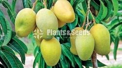 Bud Fruit Plants 