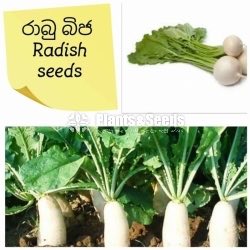 Vegetable Seeds 10 Pack for 600