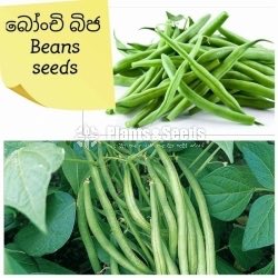 Vegetable Seeds 10 Pack for 600