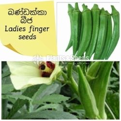 Vegetable Seeds 10 Pack for 600