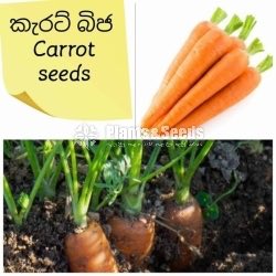 Vegetable Seeds 10 Pack for 600