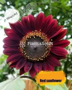 Flower Seeds
