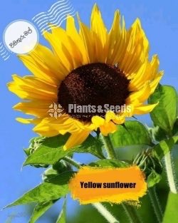 Flower Seeds