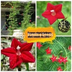 Flower Seeds