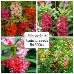 Flower Seeds