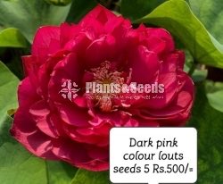 Flower Seeds