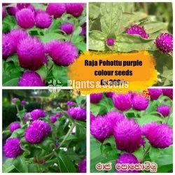 Flower Seeds