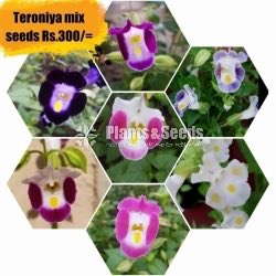 Flower Seeds