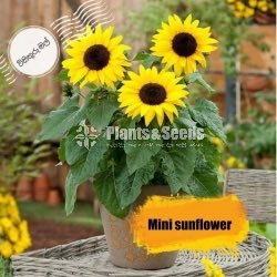 Flower Seeds