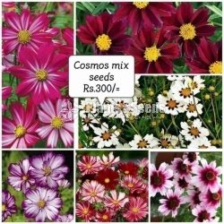 Flower Seeds