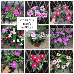 Flower Seeds