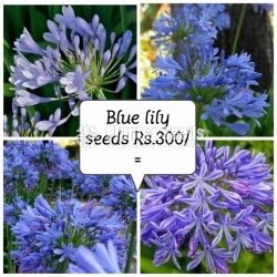 Flower Seeds