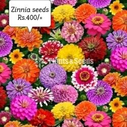 Flower Seeds - Plants And Seeds
