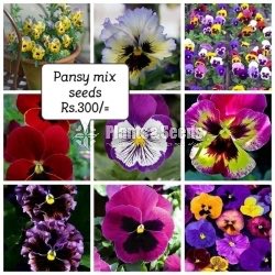 Flower Seeds