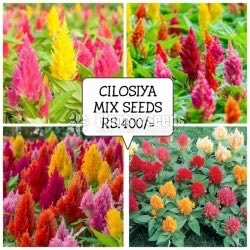 Flower Seeds