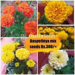 Flower Seeds